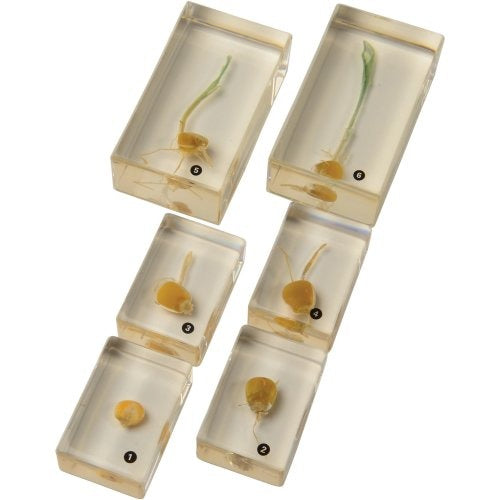 Encased Corn Germination Stages 6-Piece Set