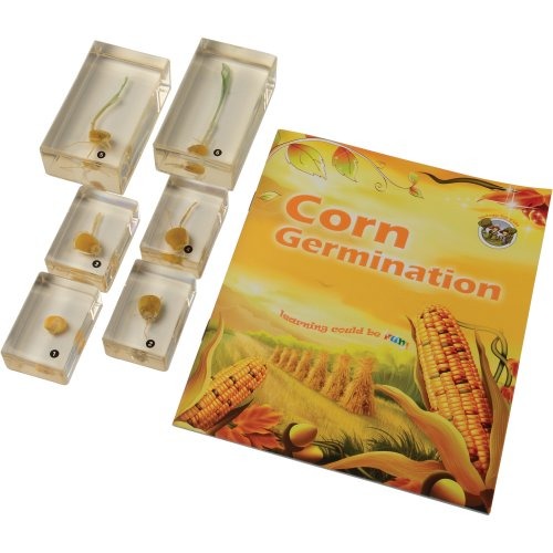 Encased Corn Germination Stages Set | Poly-Resin Models for Teaching Plant Growth