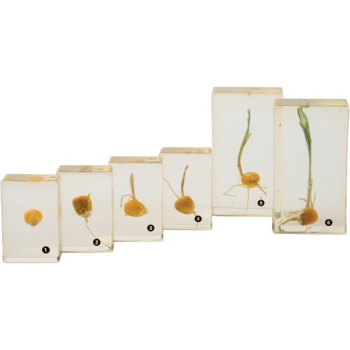 Encased Corn Germination Stages 6-Piece Set | Poly-Resin Models for Teaching Plant Growth