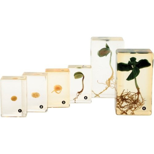 Encased Bean Germination Stages 6-Piece Set | Poly-Resin Models for Teaching Plant Growth