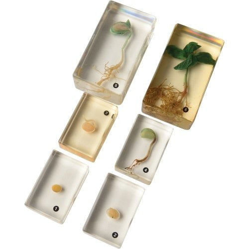 Encased Bean Germination Stages 6-Piece Set | Poly-Resin Models for Teaching Plant Growth