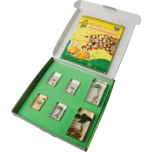 Encased Bean Germination Stages 6-Piece Set Packaging