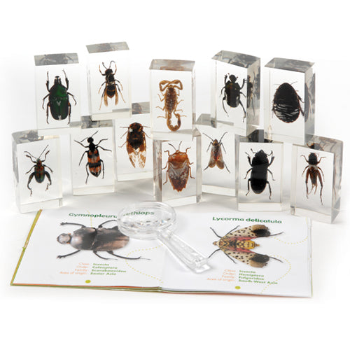 Geoworld Bugs World Collection of 12 Real Insects