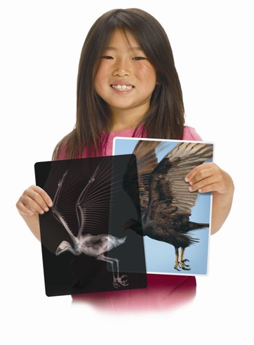 Animal X-Rays - 13 pieces