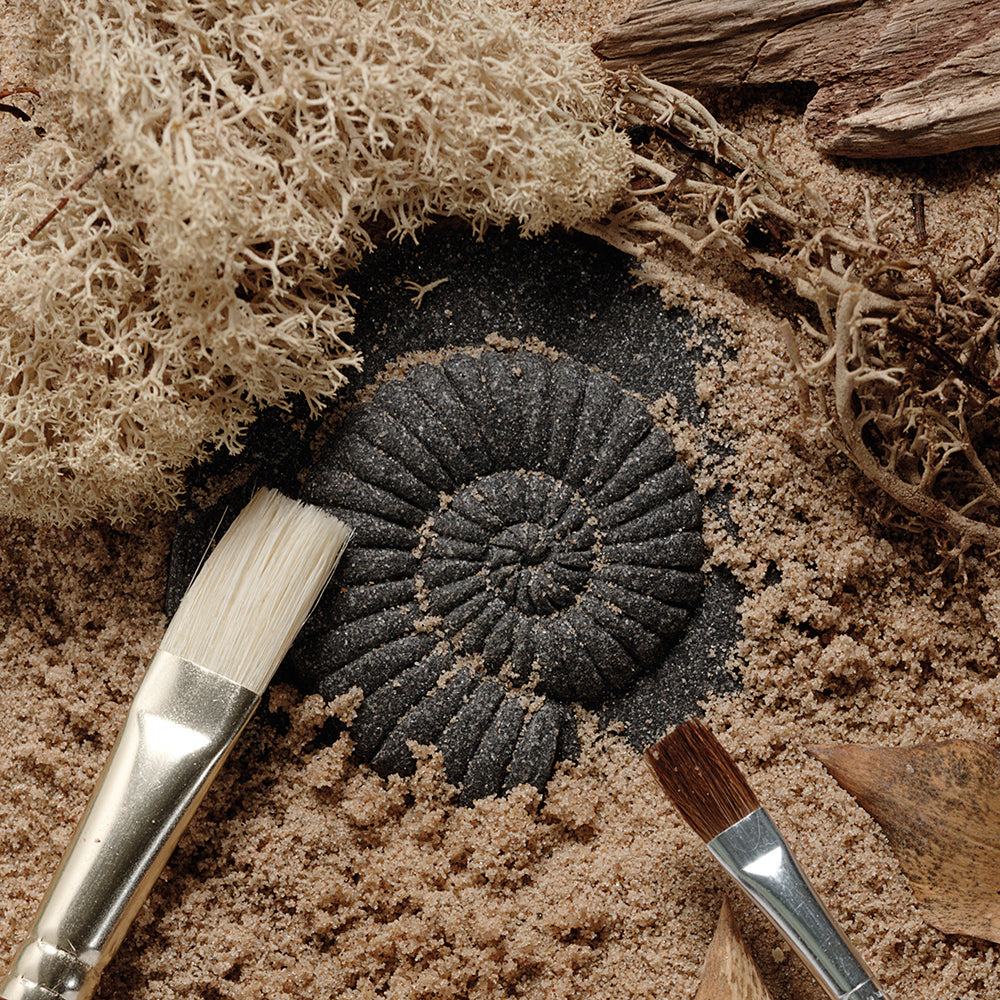 Digging for Fossil Stones