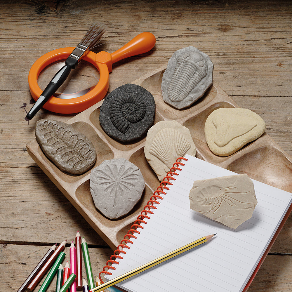 Studying Fossils