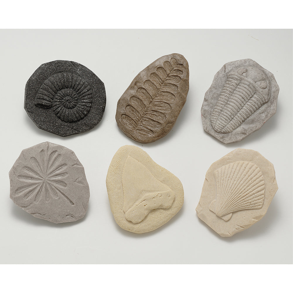 Six Different Types of Fossils