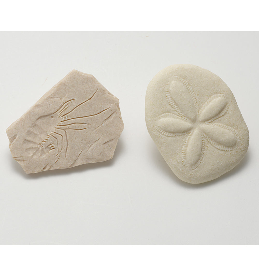 Samples of Fossil Stones