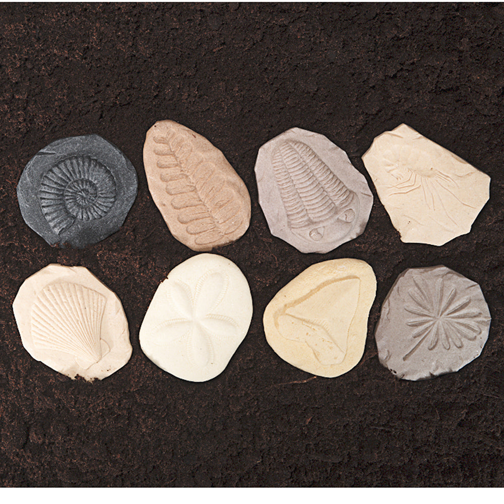 Set of 8 Fossil Stones