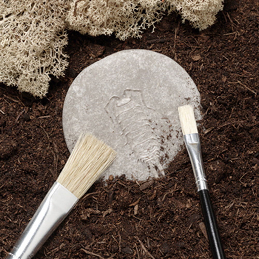 Sensory Exploration with Insect Stones