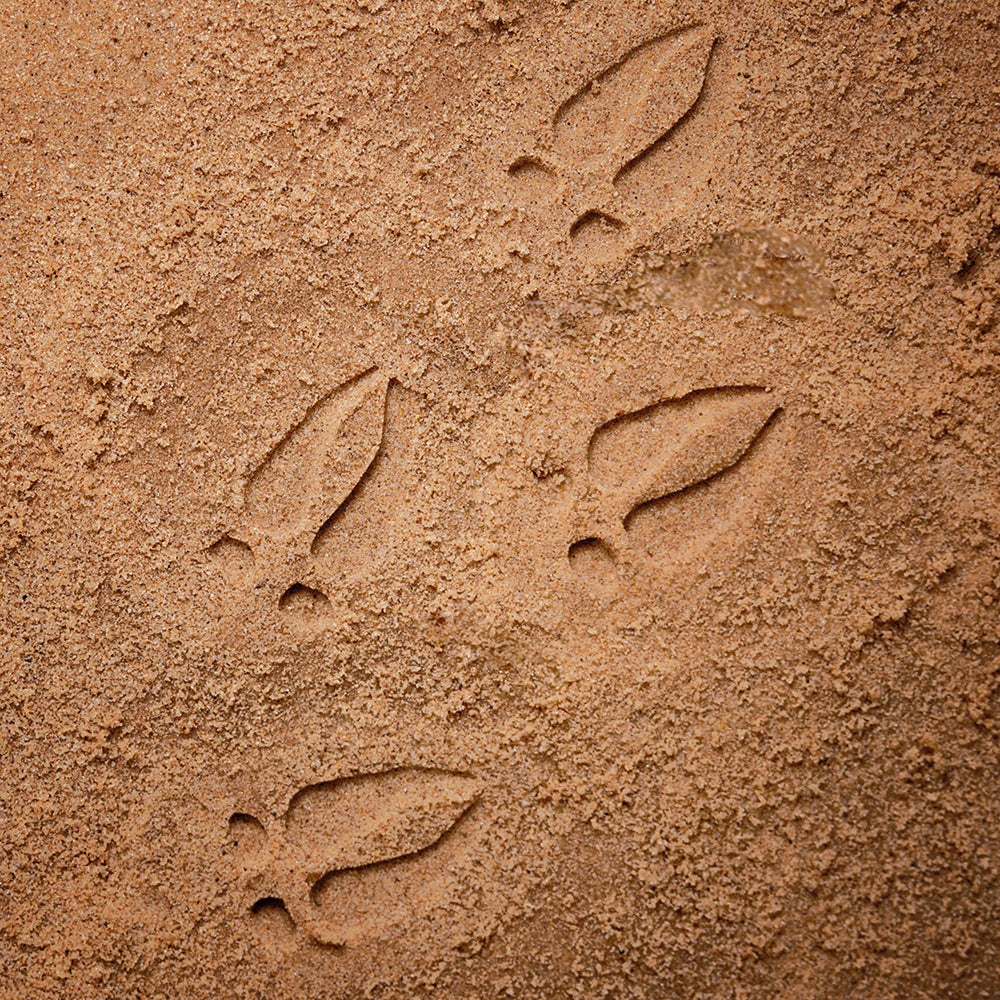 Animal Footprint Sand Impression
