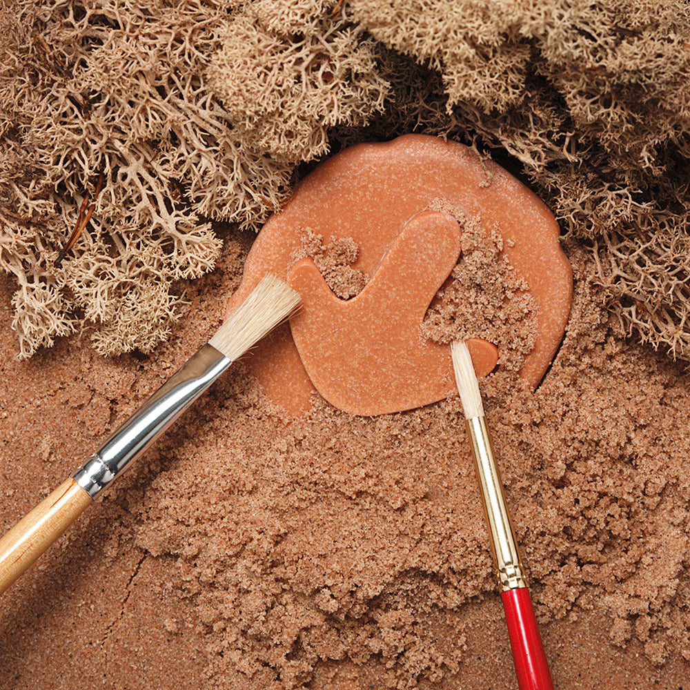 Digging for Dinosaur Footprints