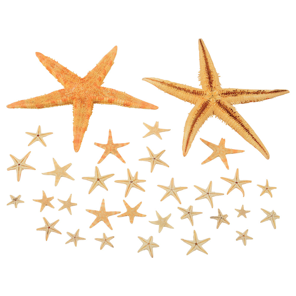 Real Starfish 30-Piece Set in Various Sizes