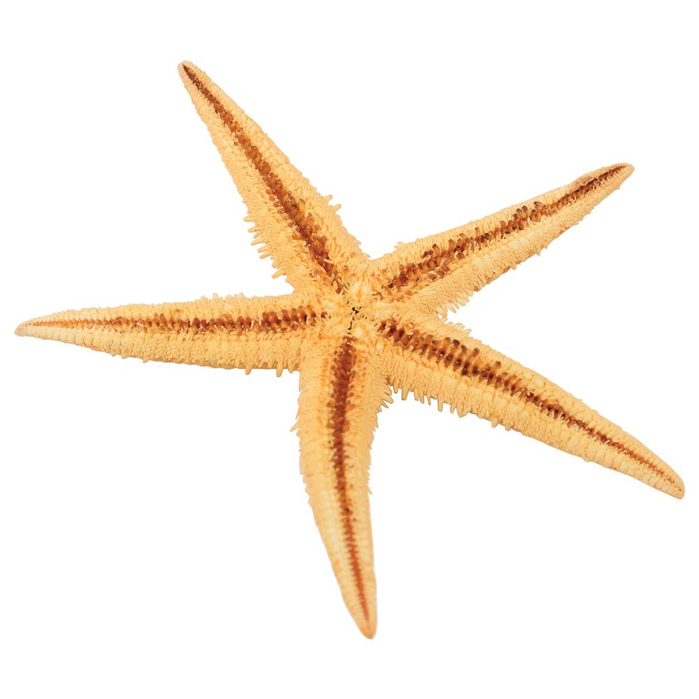 Close-up of Bottom of Large Starfish