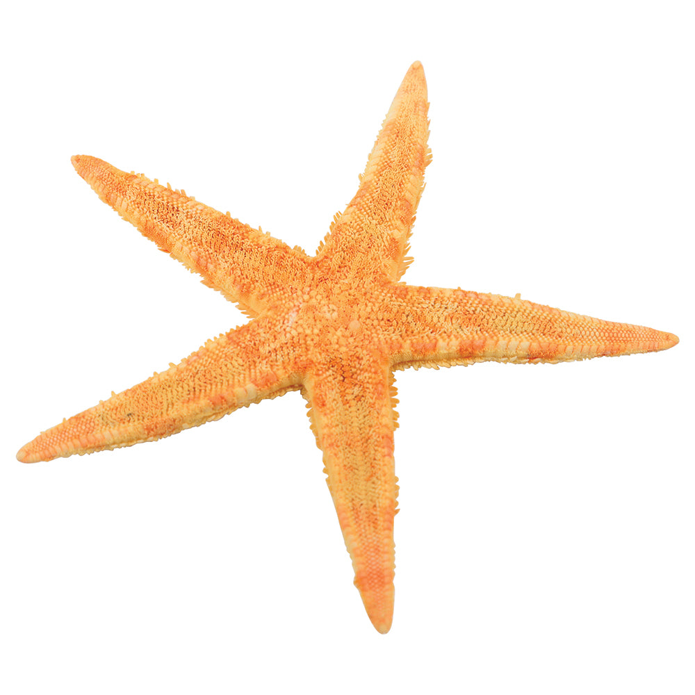 Close-up of Top of Large Starfish