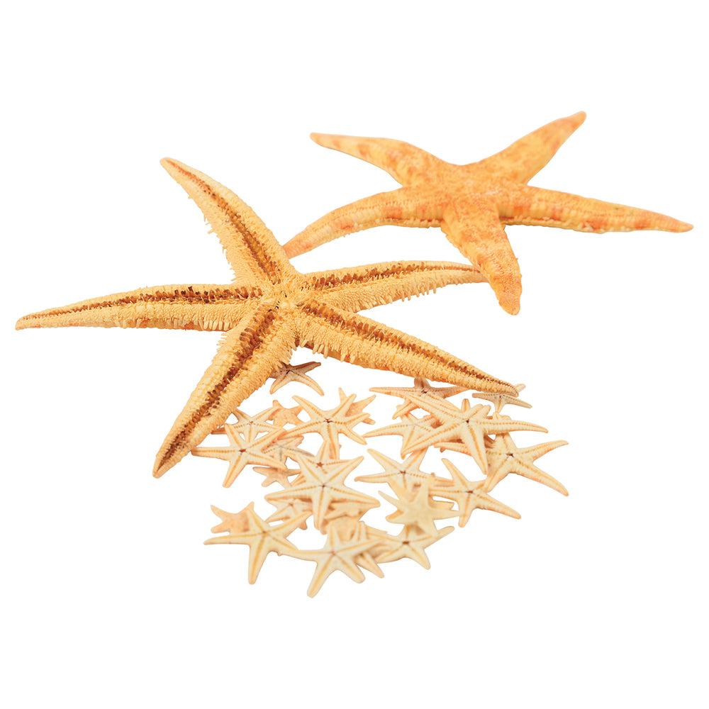 Real Starfish 30-Piece Set