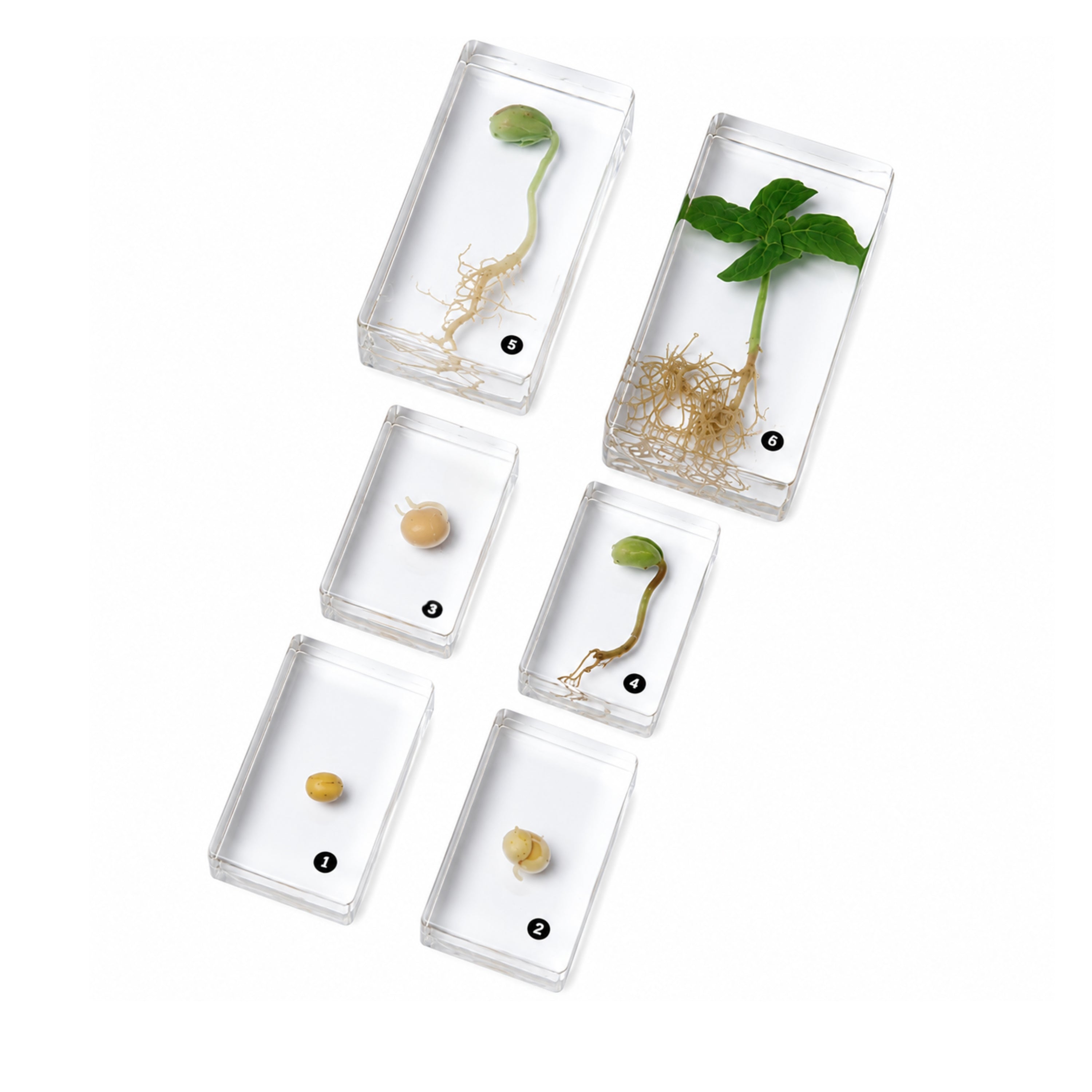 Encased Bean Germination Stages Set | Poly-Resin Models for Teaching Plant Growth