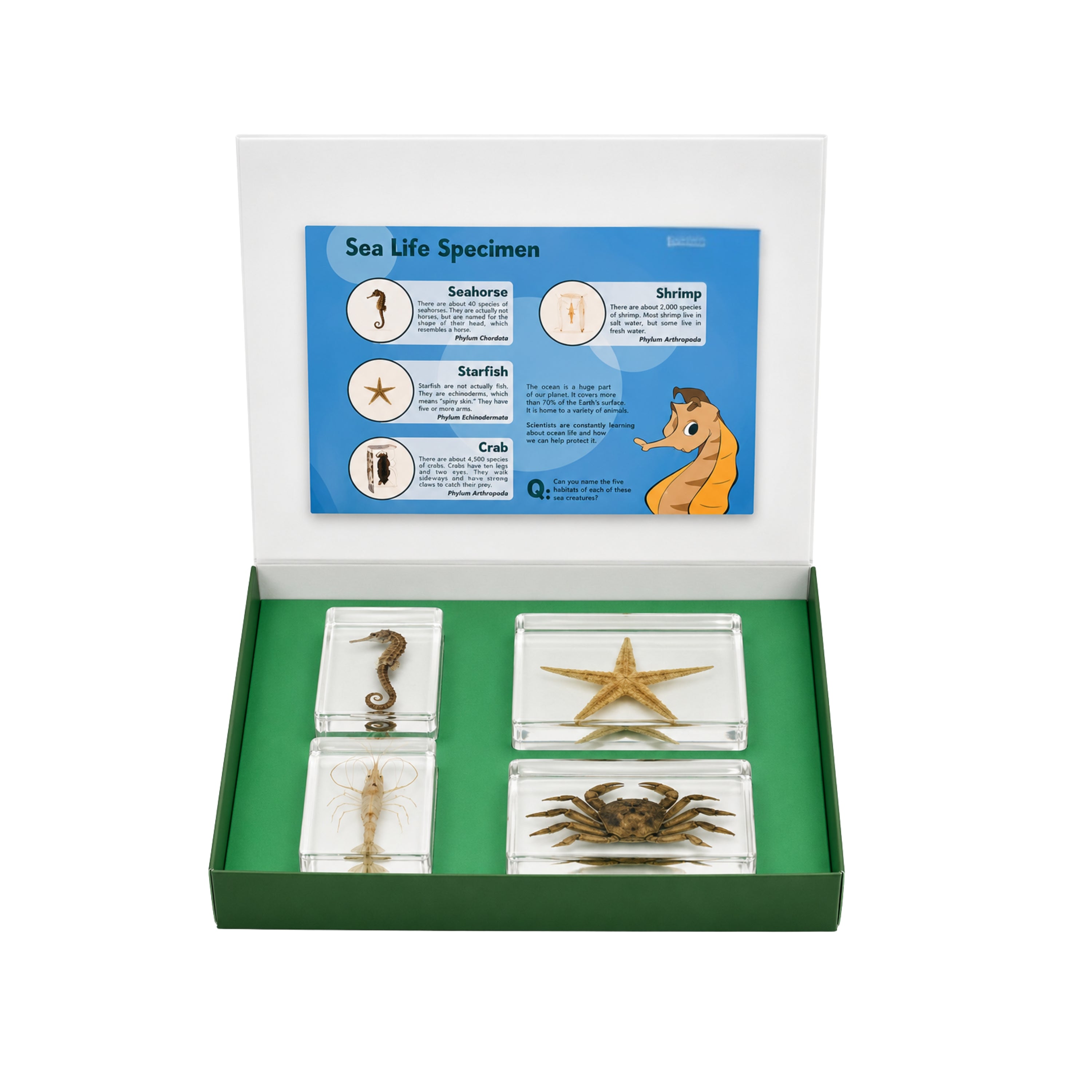 Acrylic Specimens Sealife - Set of 4