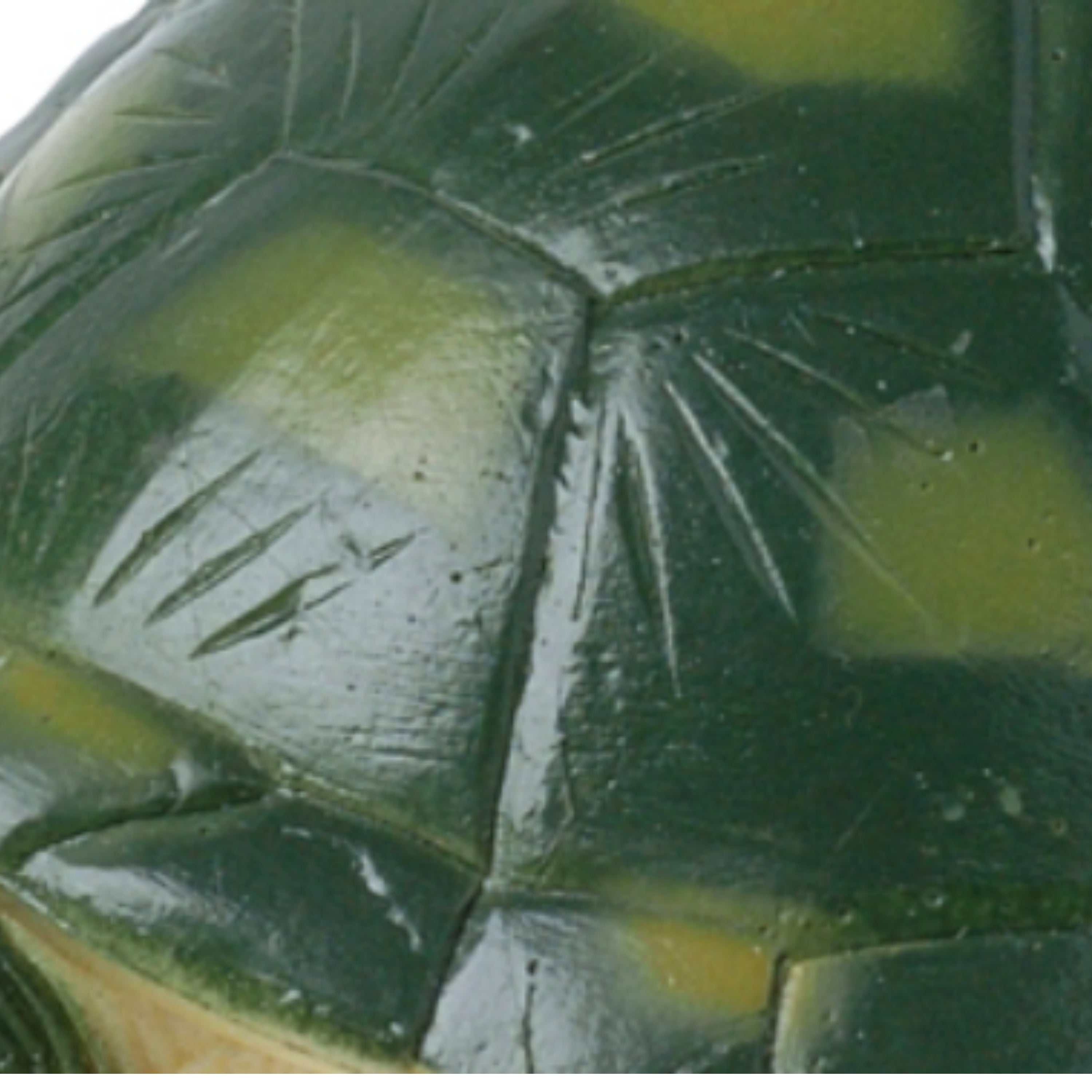 Life-Size Green Sea Turtle - Chelonia mydas