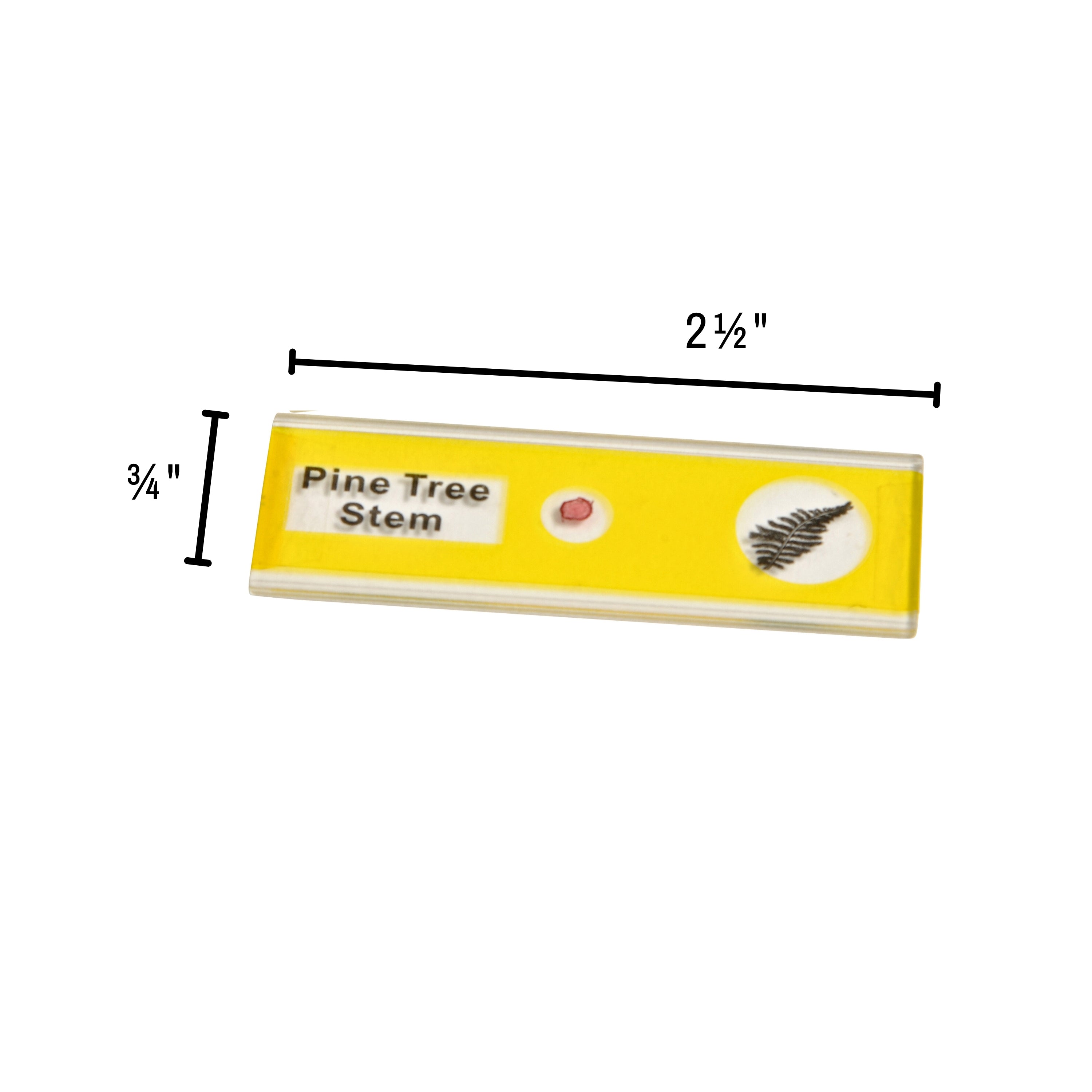 Prepared Slide Kit - Plants