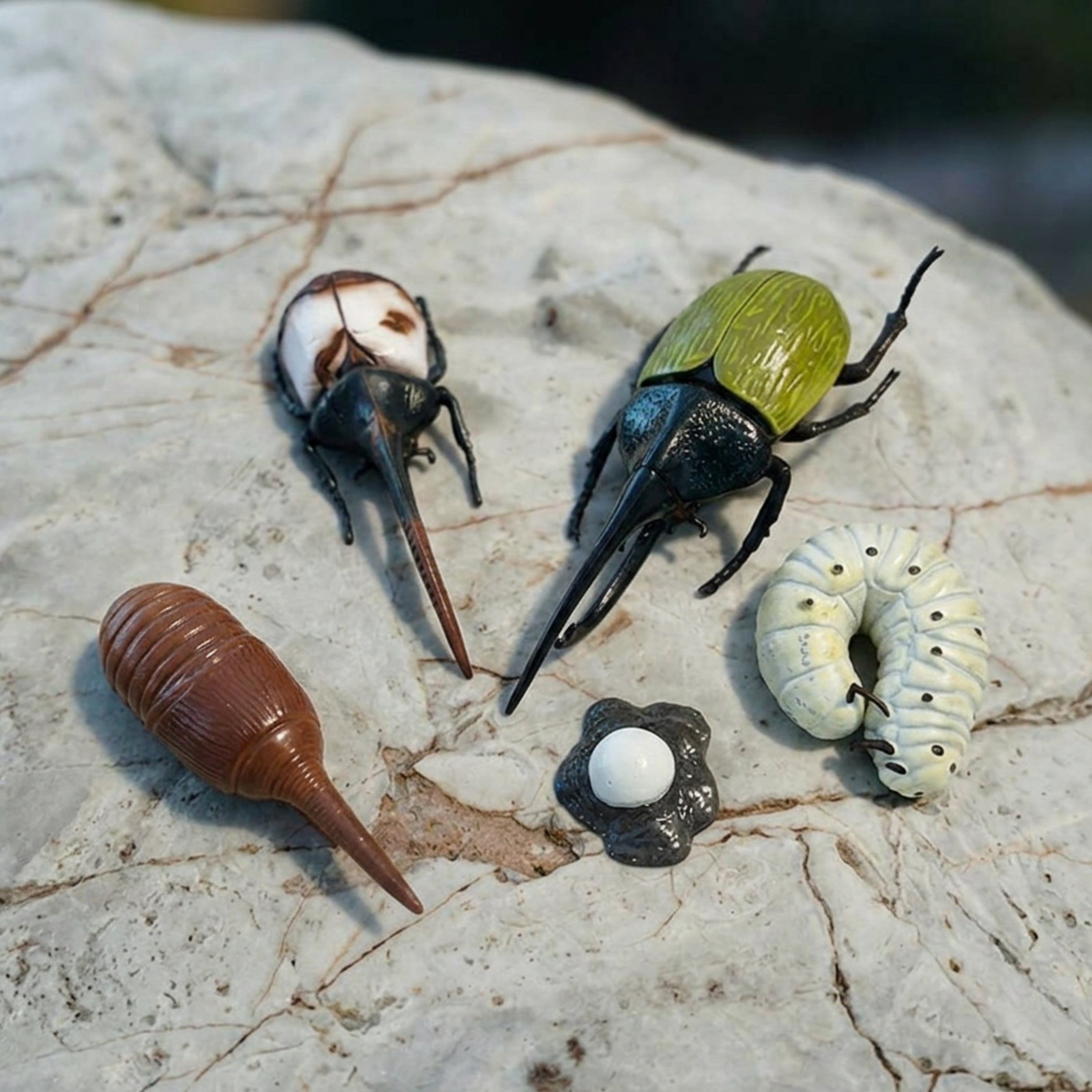 Beetle Life Cycle Figurines