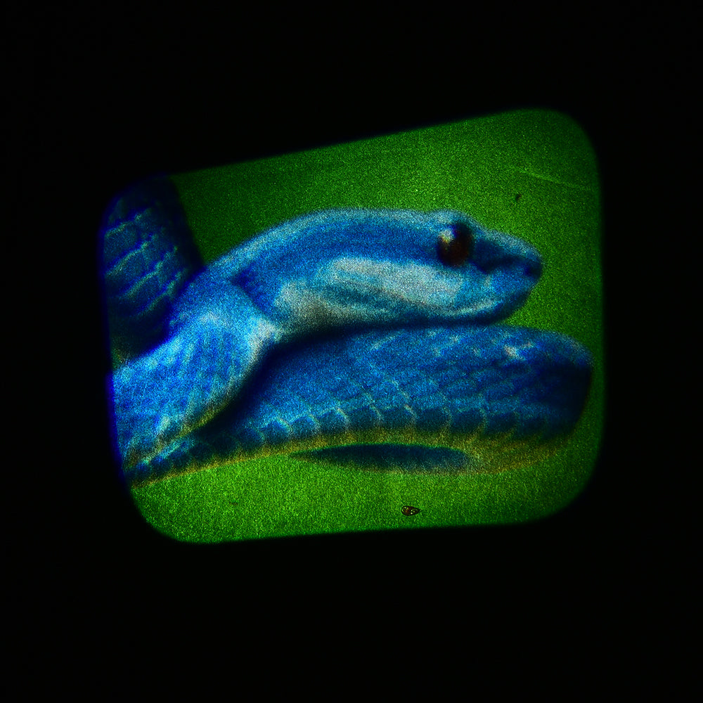 Discovery Projectors / Series 1