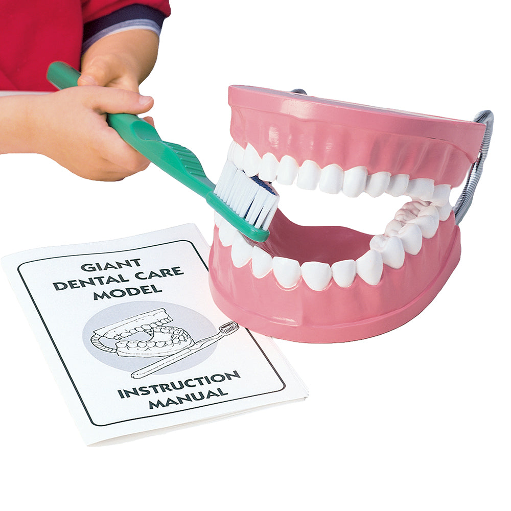 Giant Dental Care Model