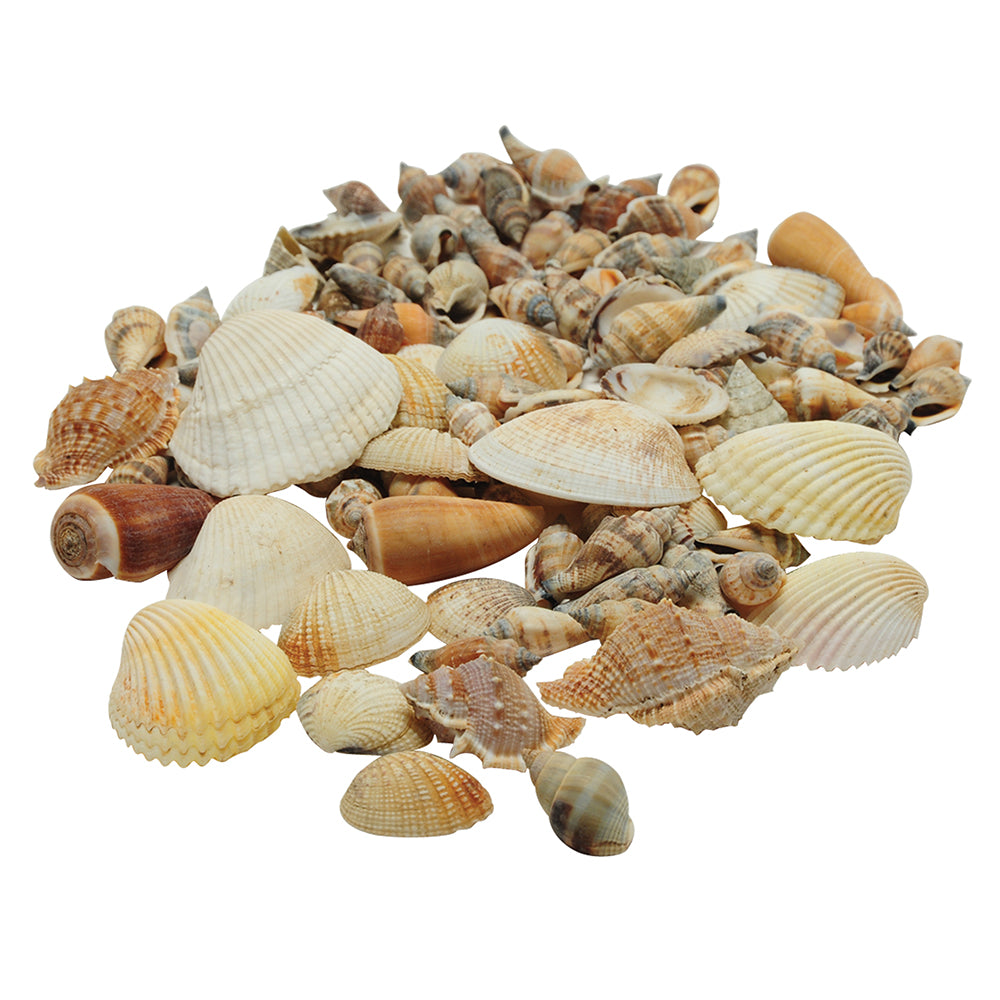 Real Seashells Exploration Set | 30-Piece Collection