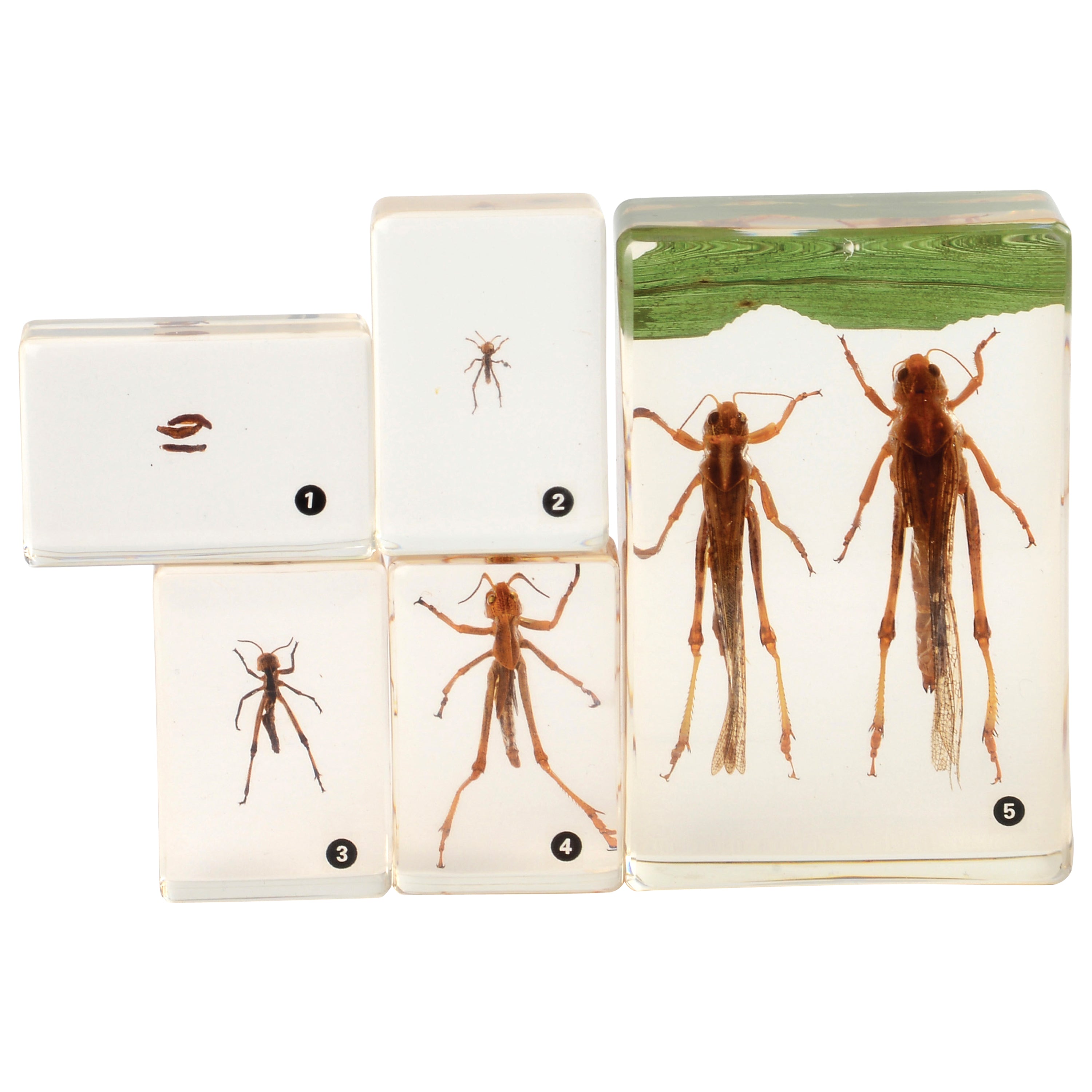 Grasshopper Life Cycle Discovery Set | 5-Piece Educational Model with Guide
