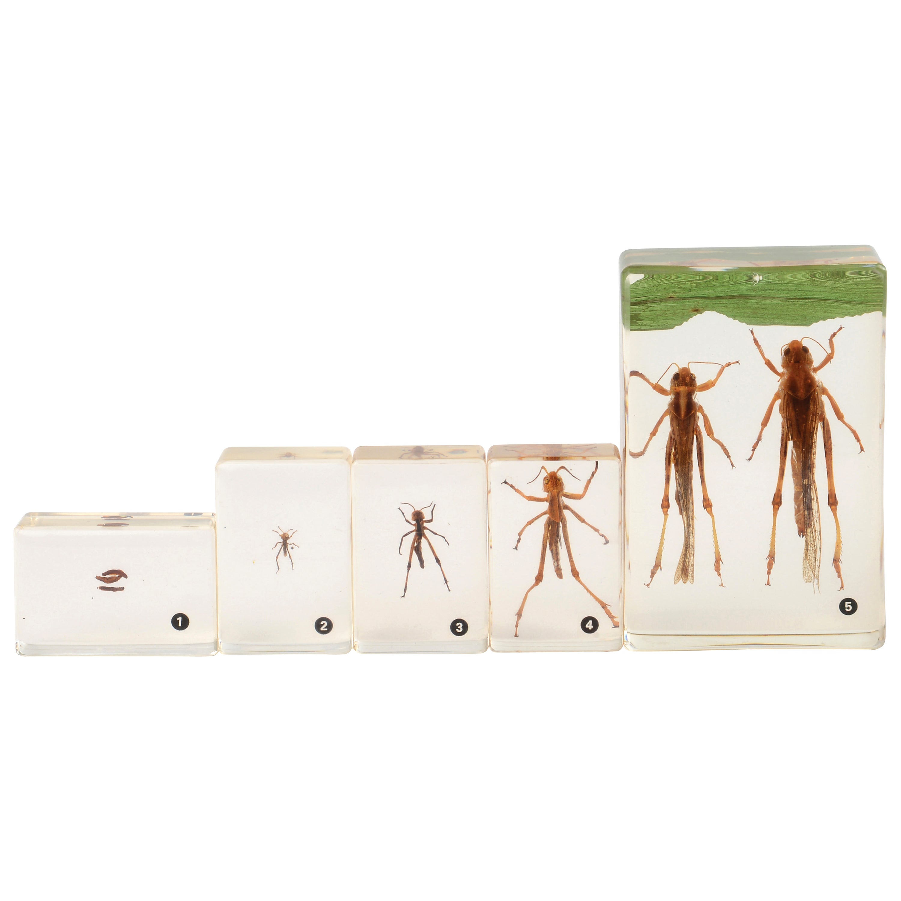 Grasshopper Life Cycle Discovery Set | 5-Piece Educational Model with Guide