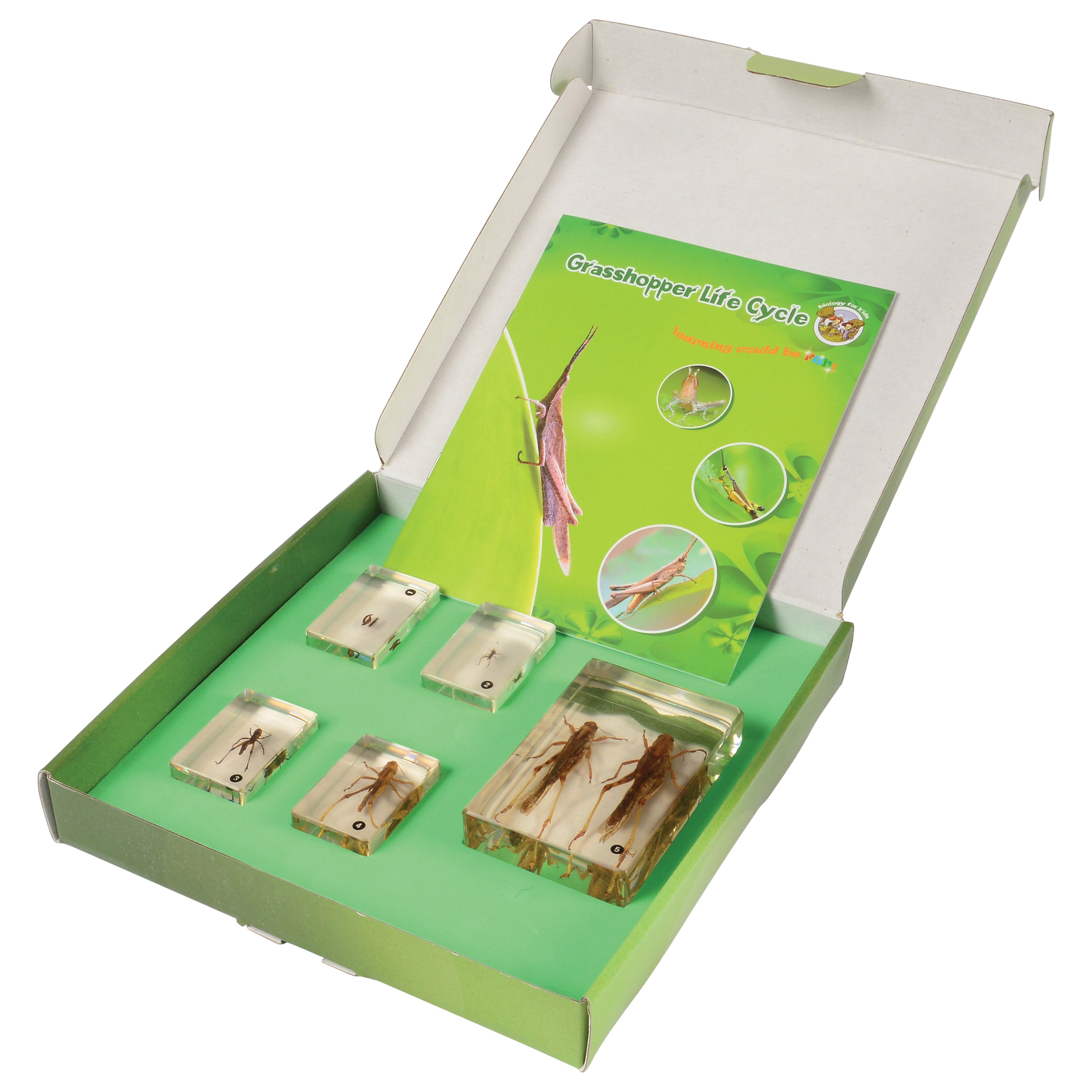 Grasshopper Life Cycle Discovery Set | 5-Piece Educational Model with Guide