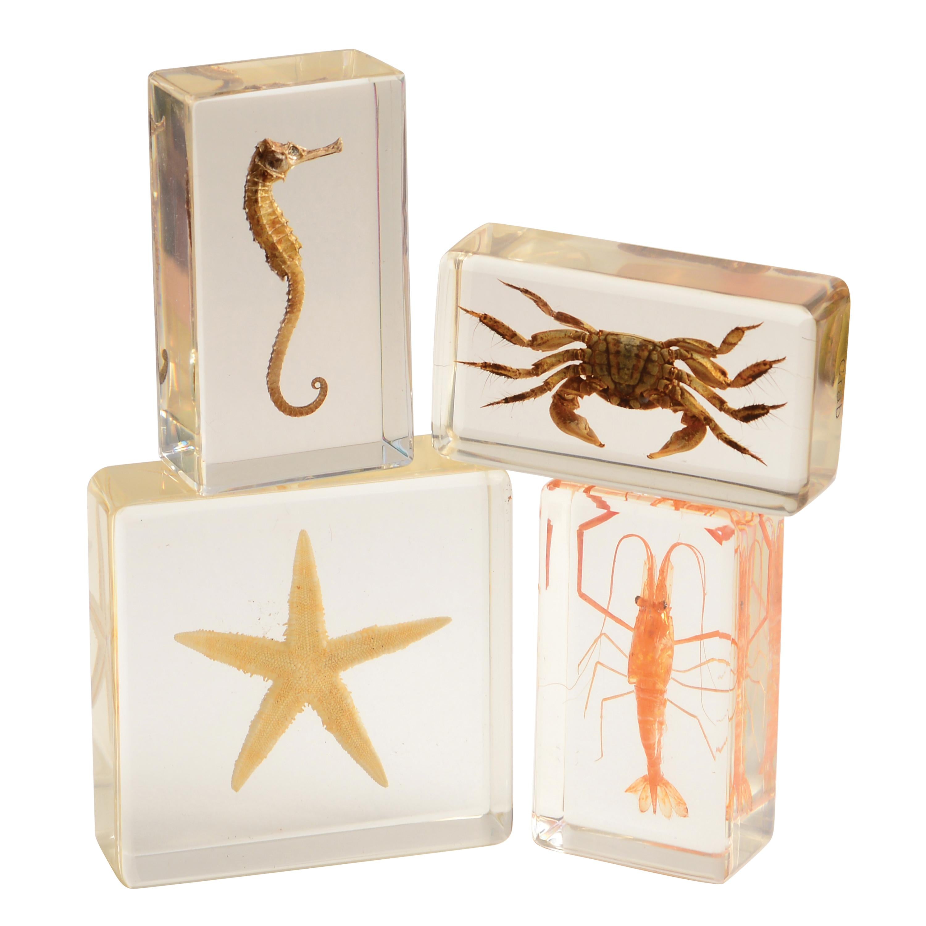 Four clear resin blocks with preserved marine specimens, including a seahorse, crab, starfish, and shrimp, arranged on a white background.