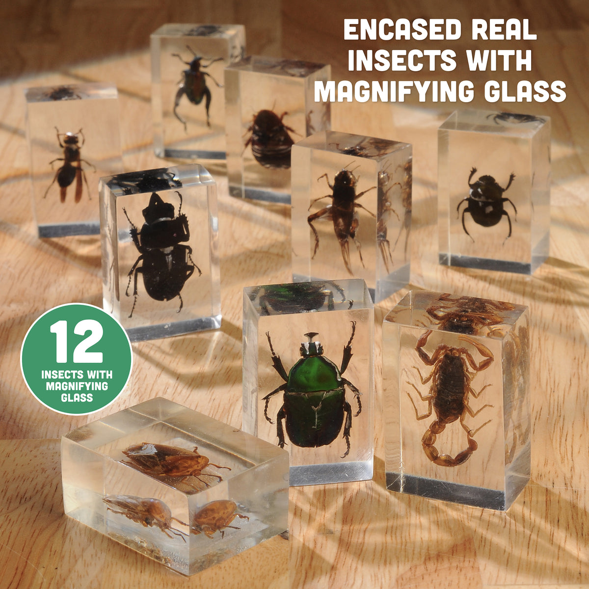 Bugs World Collection | 12 Encased Real Insects with Magnifying Glass