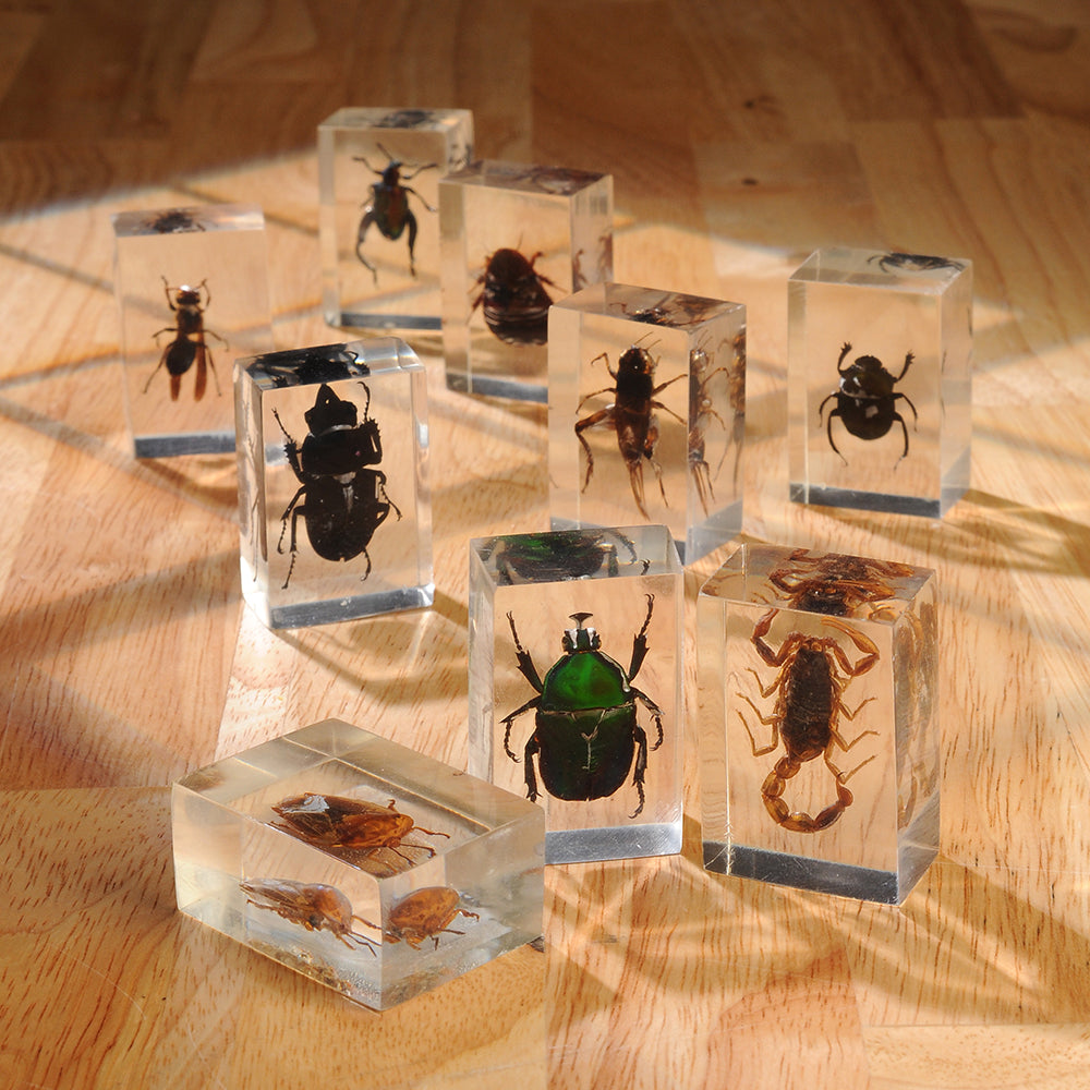 Collection of 12 Real Insects in Resin Blocks