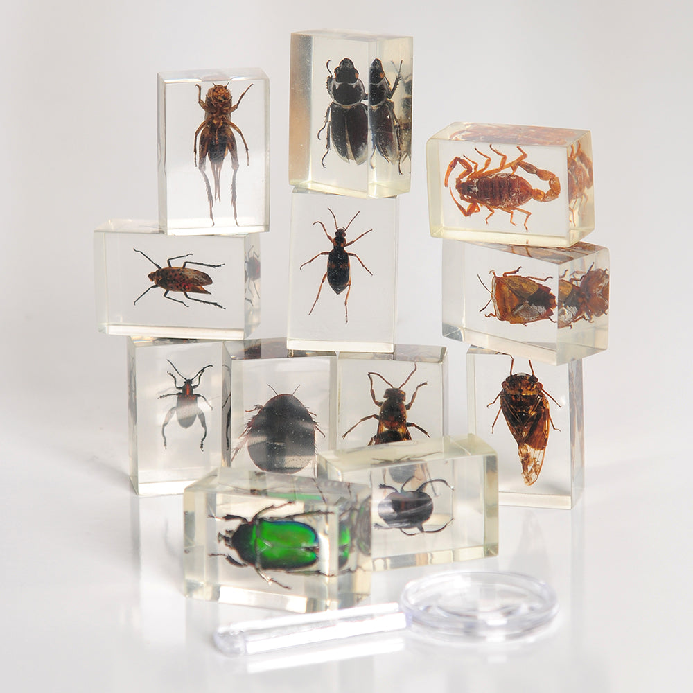 Geoworld Bugs World Collection: 12 Real Insects for STEM Learning ...