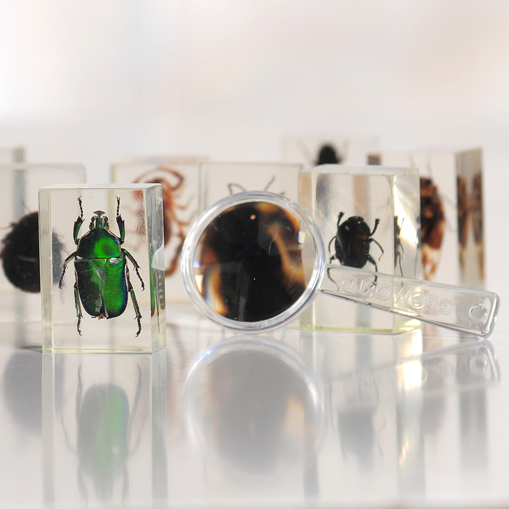 Close Up of Resin Blocks of Real Bugs and Magnifying Glass