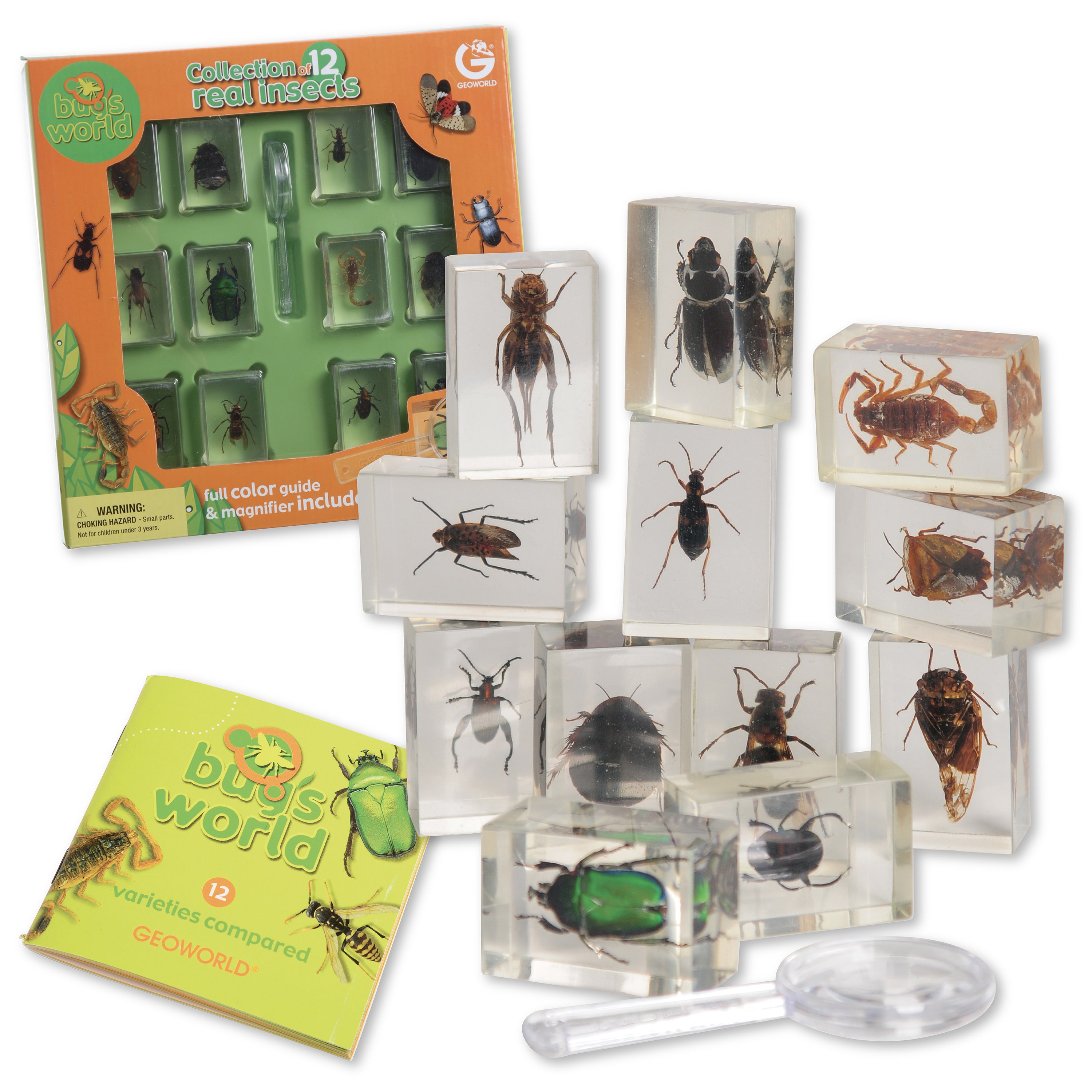 Bugs World Collection | 12 Encased Real Insects with Magnifying Glass