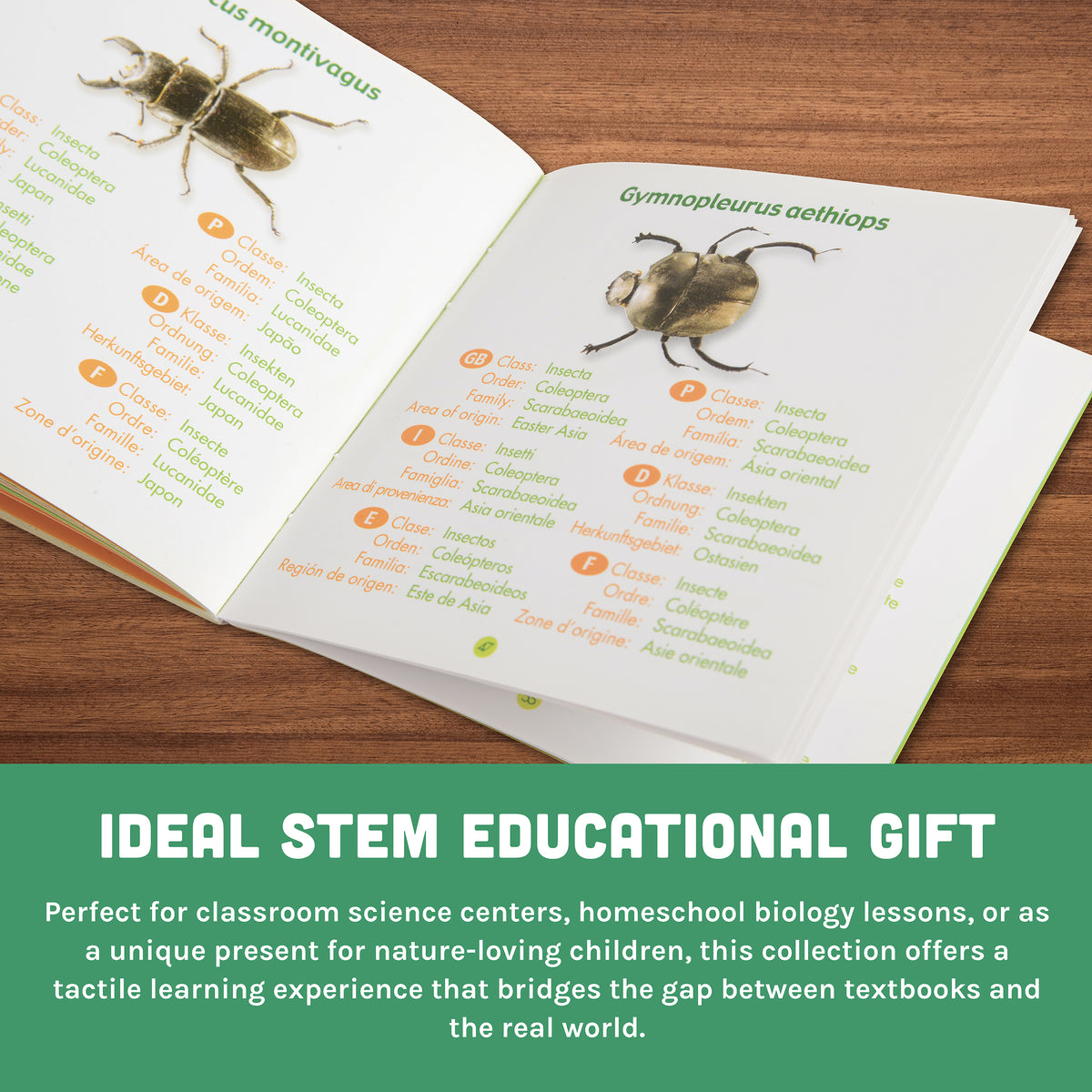Bugs World Collection | 12 Encased Real Insects with Magnifying Glass