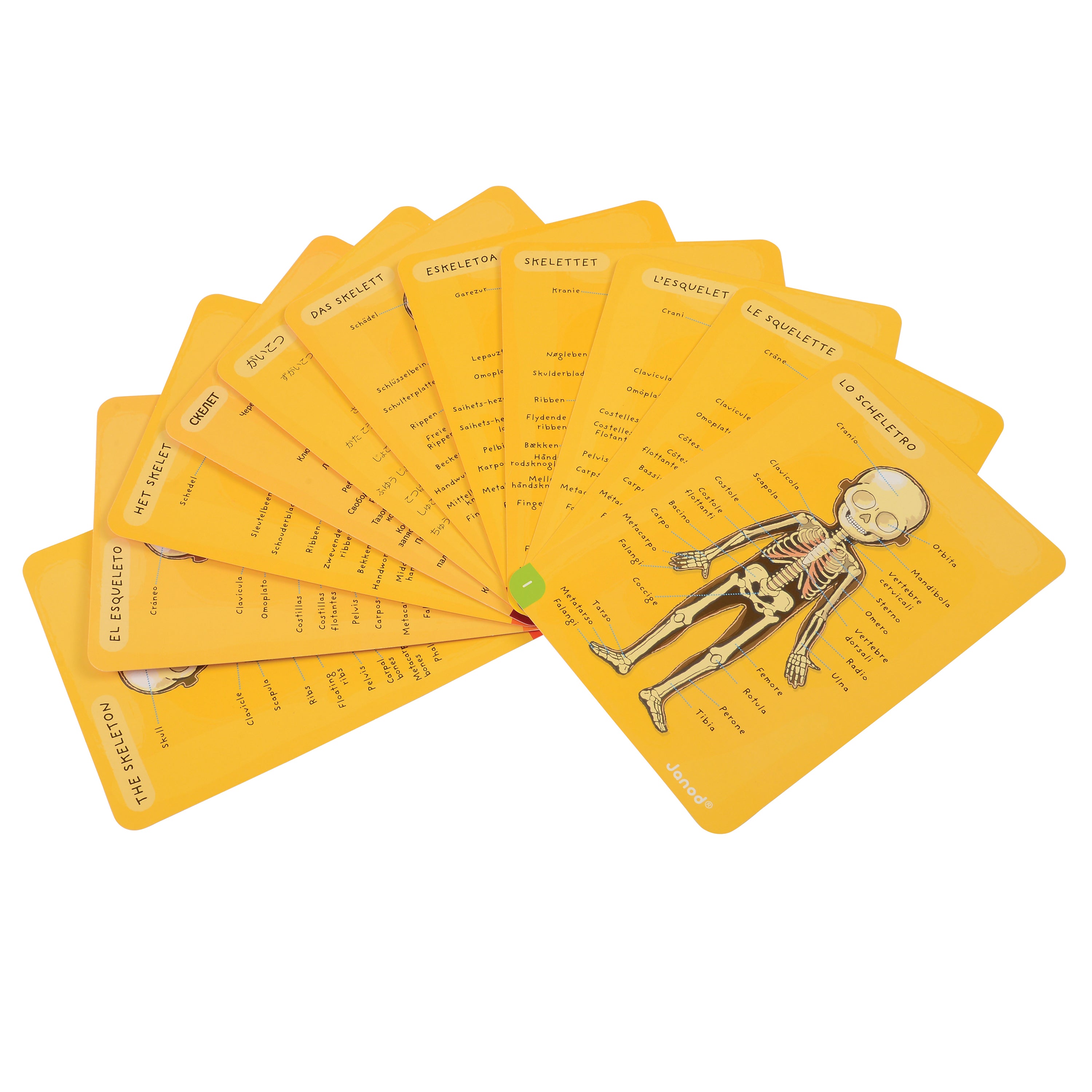 Magnetic Body Puzzle - Learn about the Body