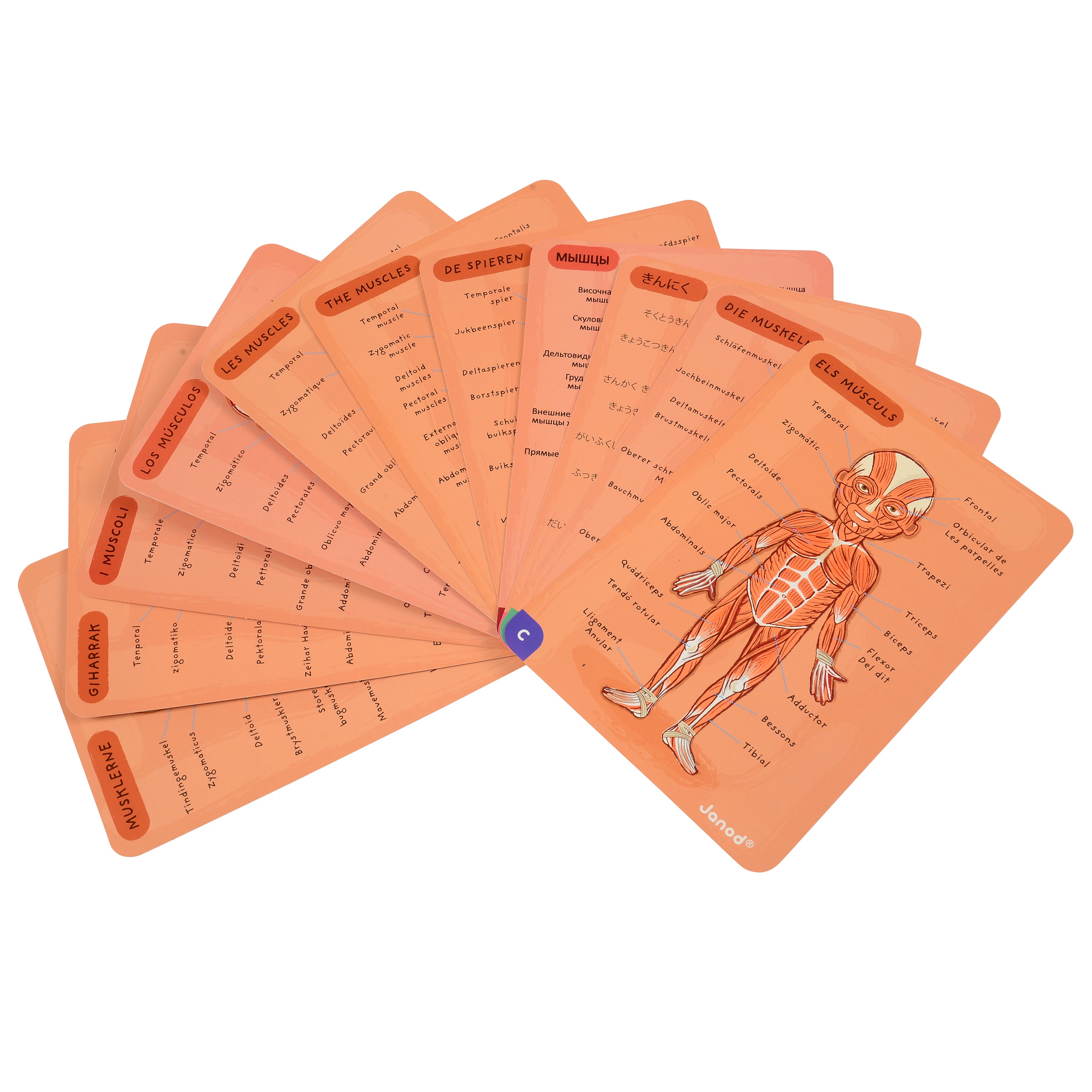 Magnetic Body Puzzle - Learn about the Body