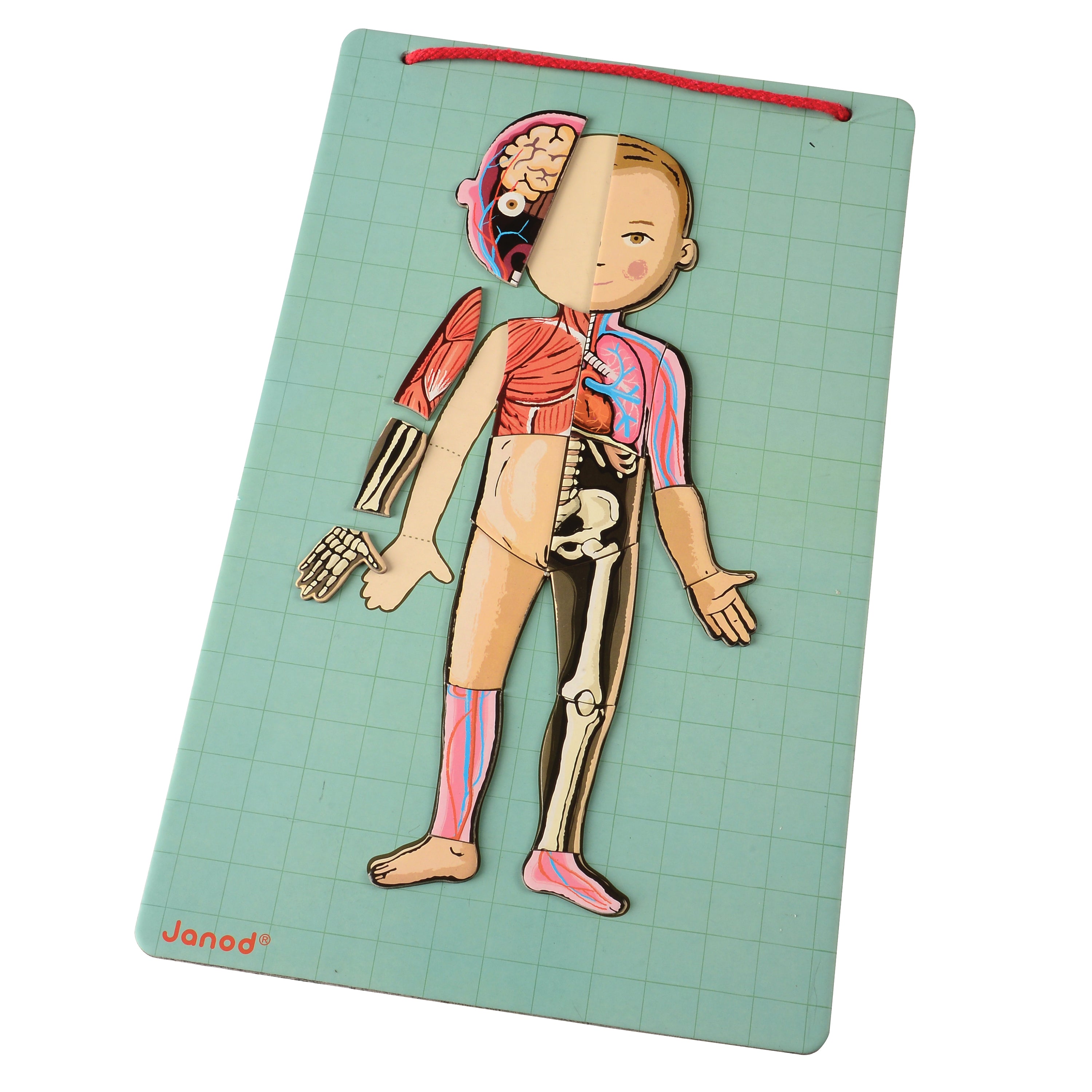 Magnetic Body Puzzle - Learn about the Body