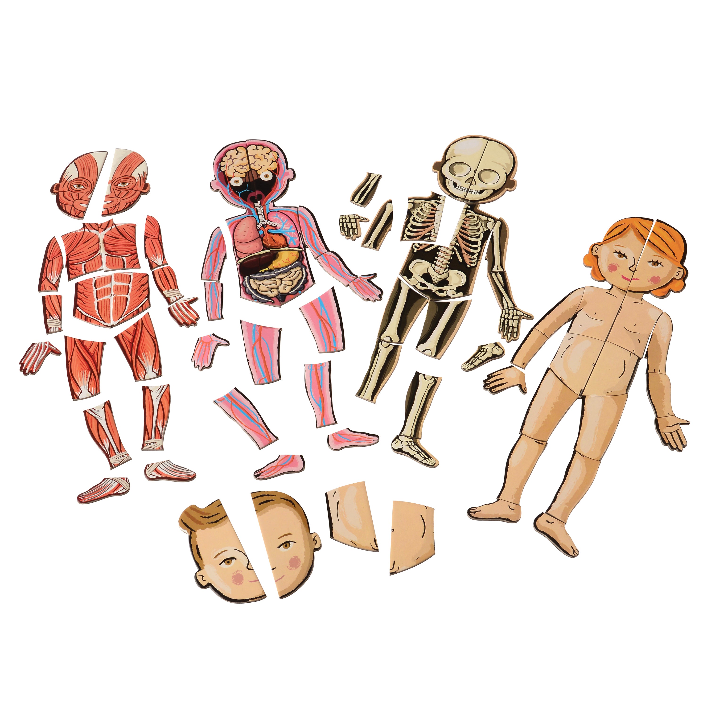 Magnetic Body Puzzle - Learn about the Body