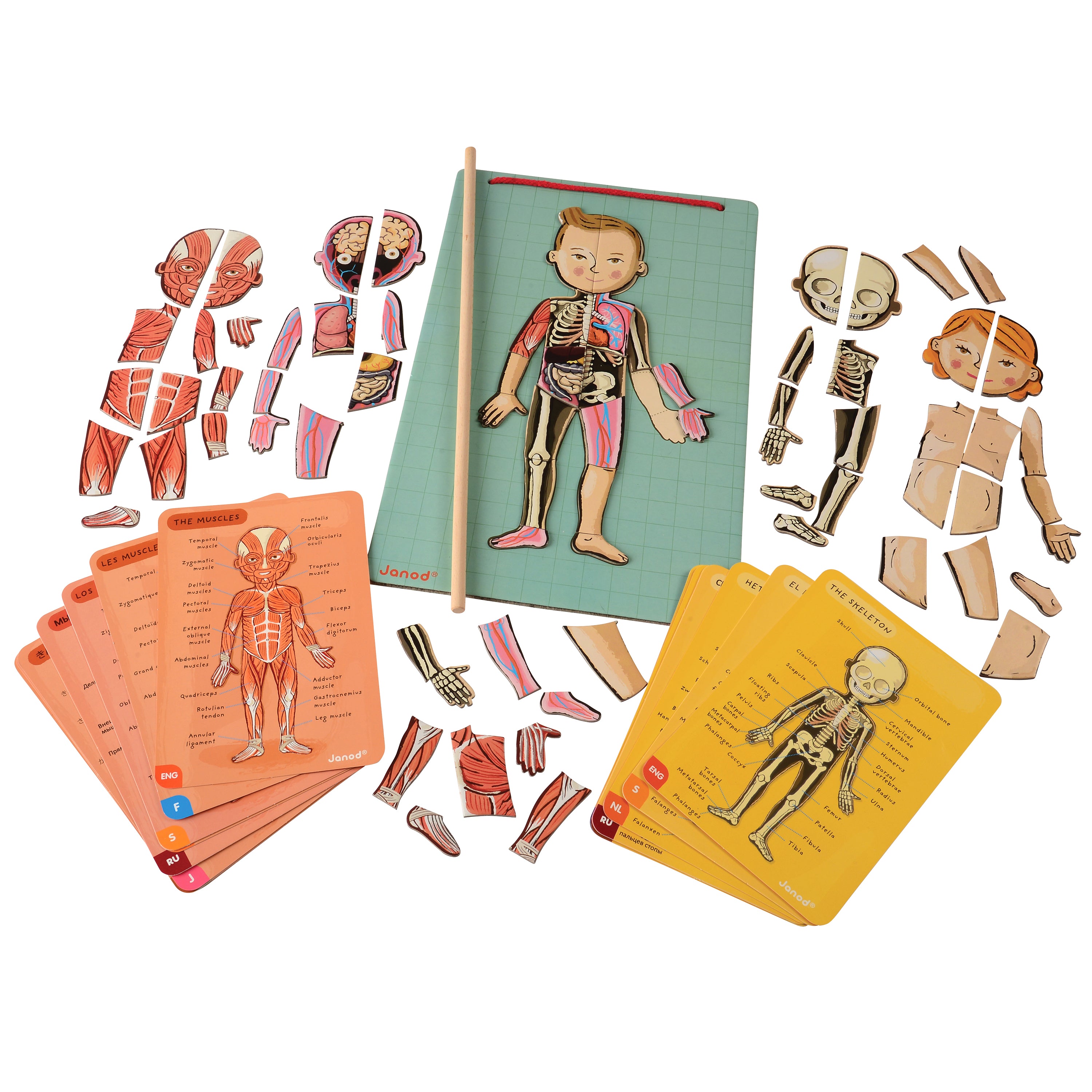 Magnetic Body Puzzle - Learn about the Body