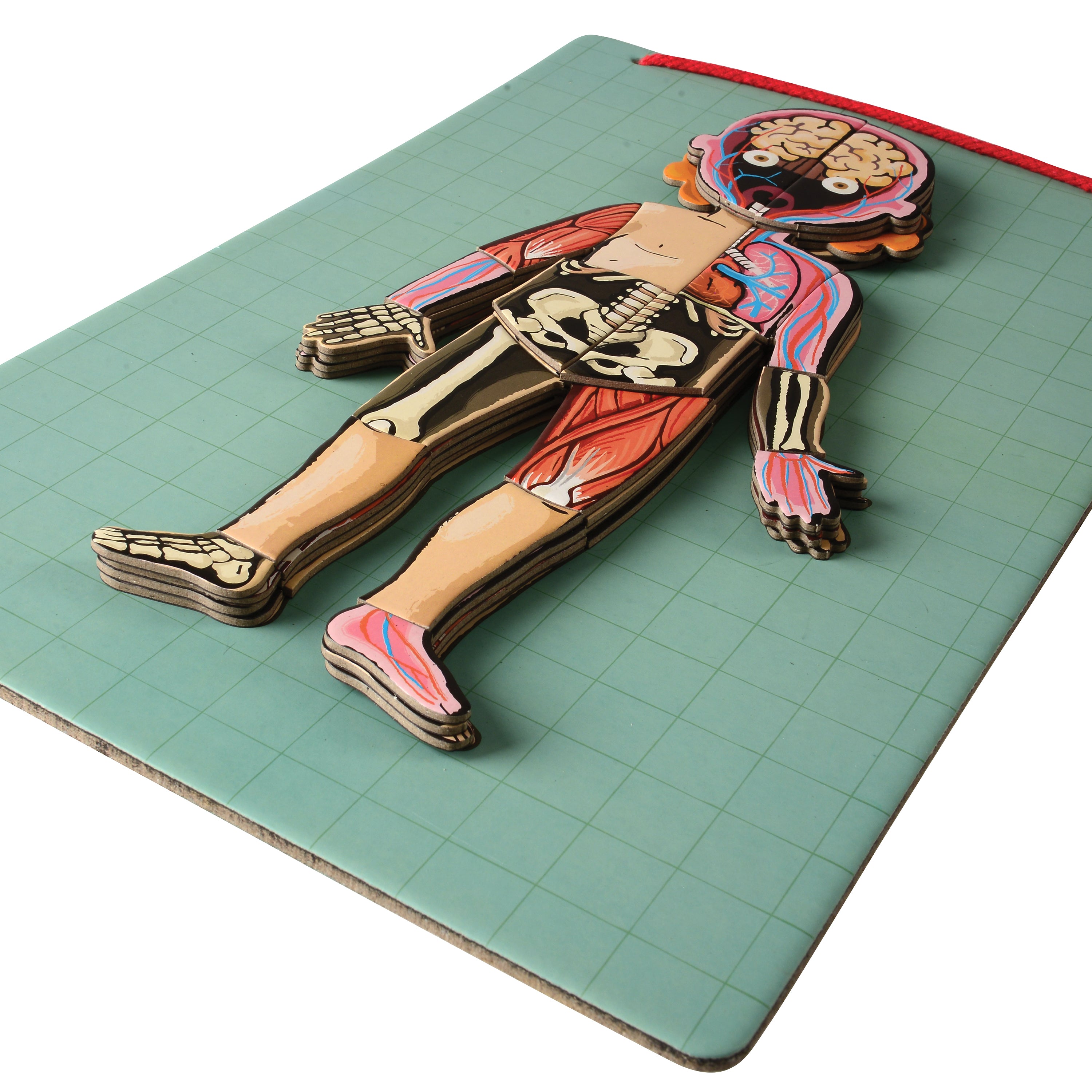 Magnetic Body Puzzle - Learn about the Body