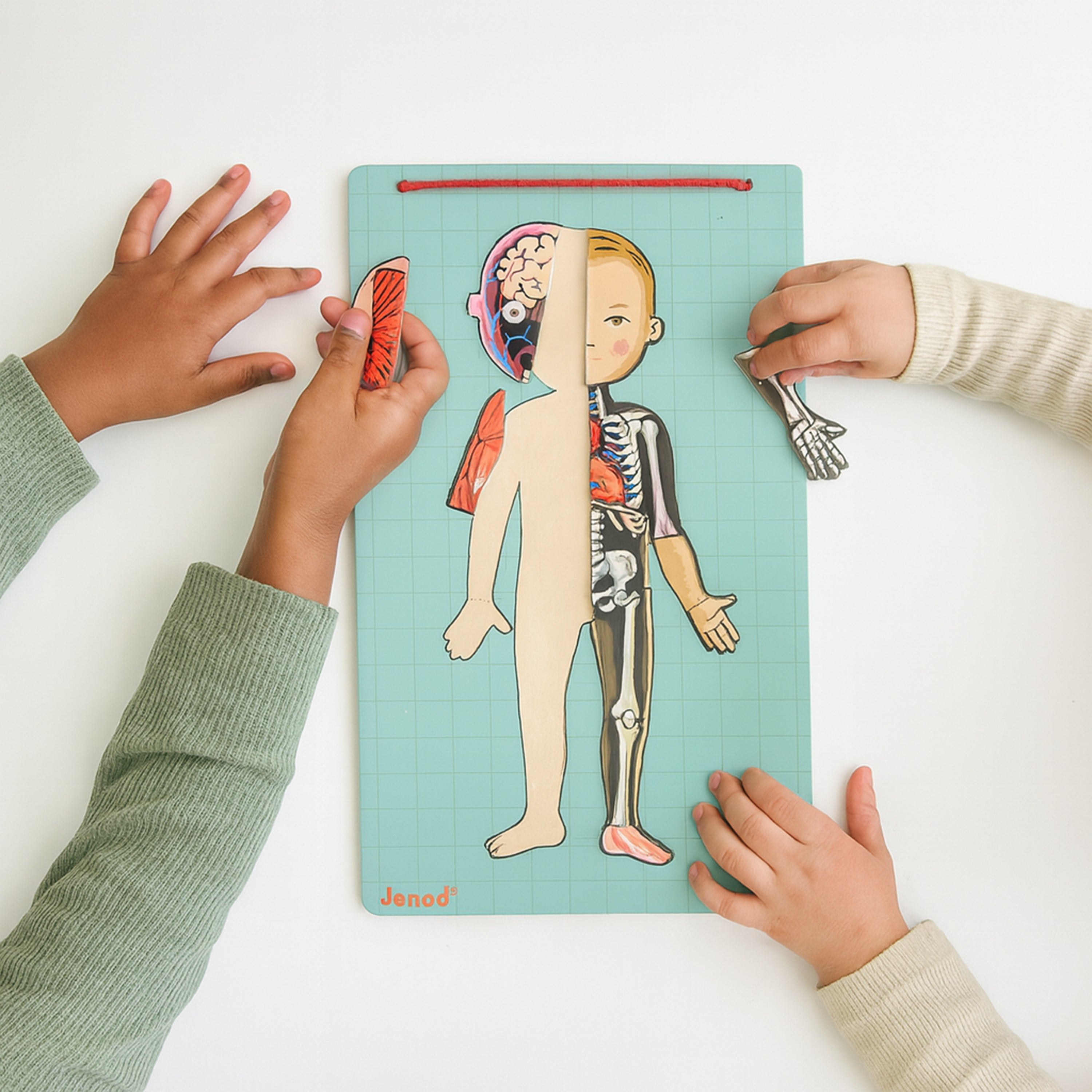 Magnetic Body Puzzle - Learn about the Body