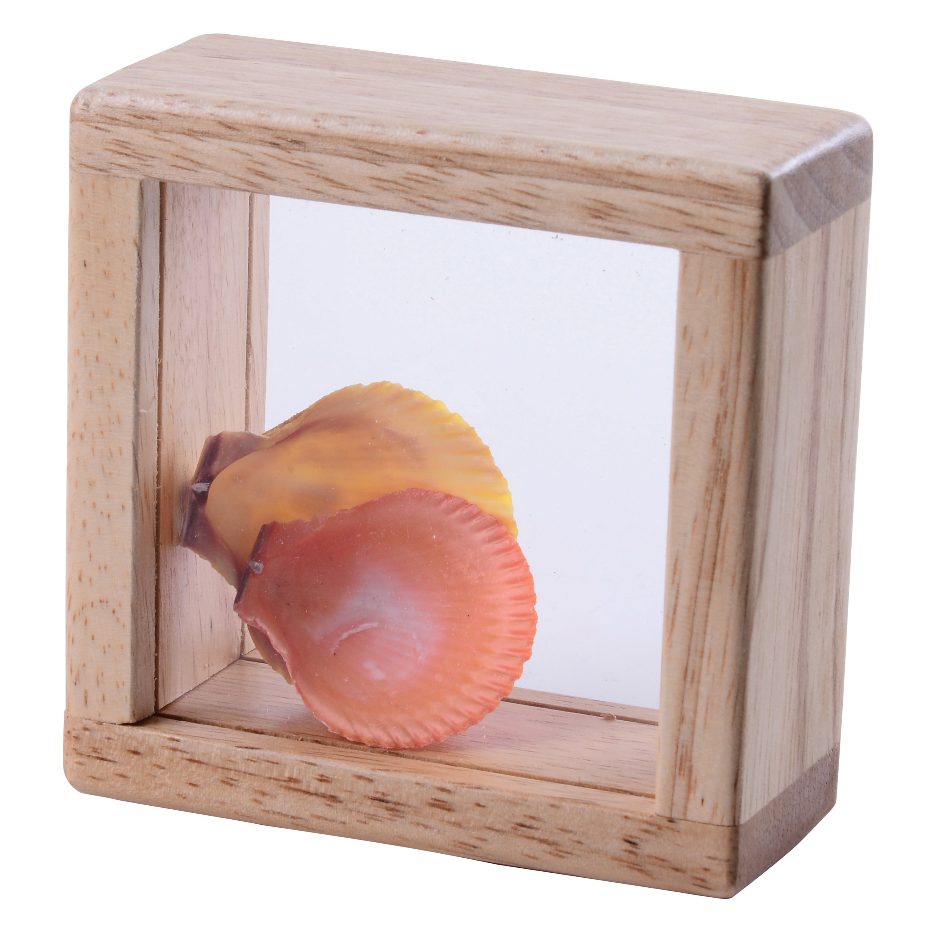 Shell in a wooden box with a clear front on a white background