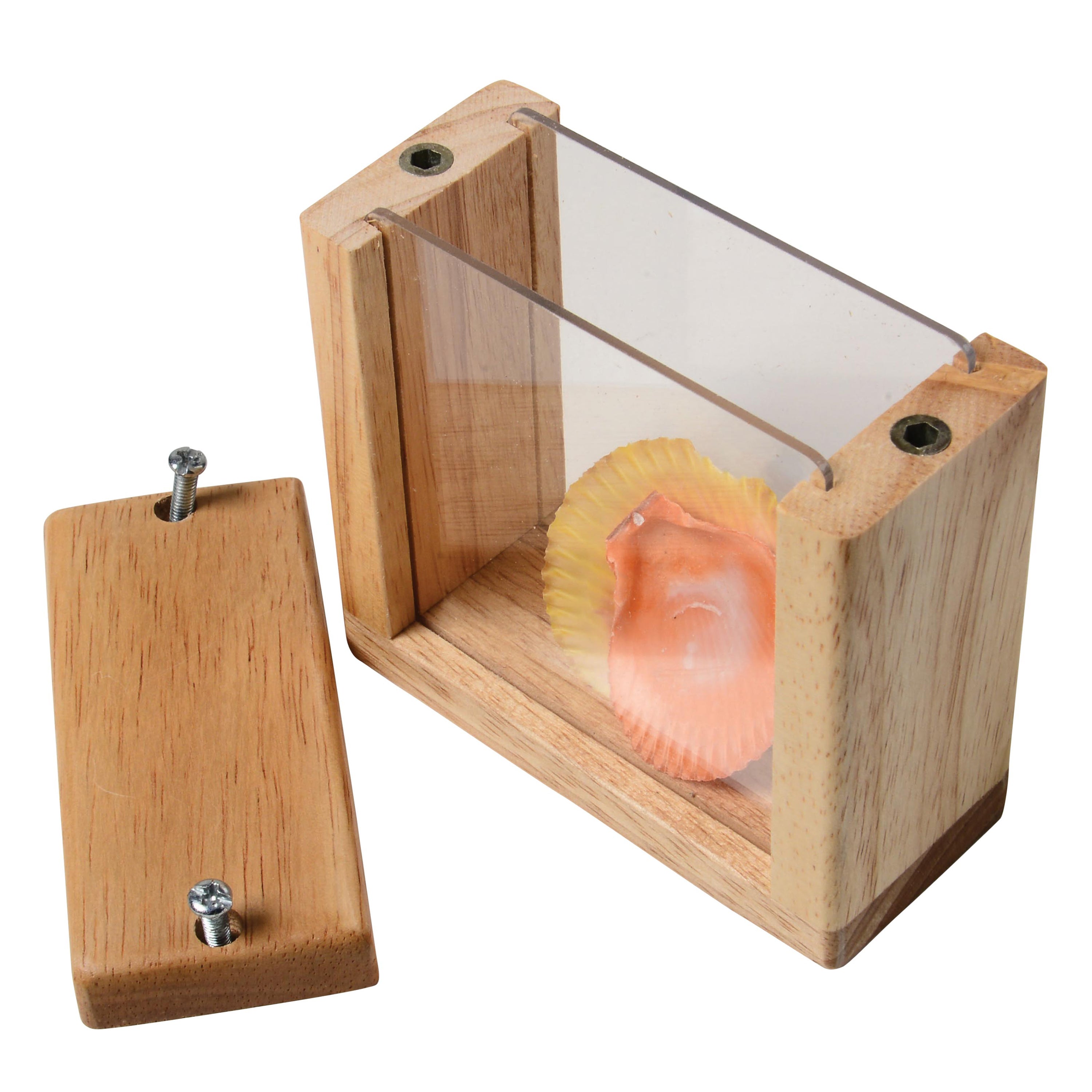 Wooden box with a clear front panel displaying a shell on a white background
