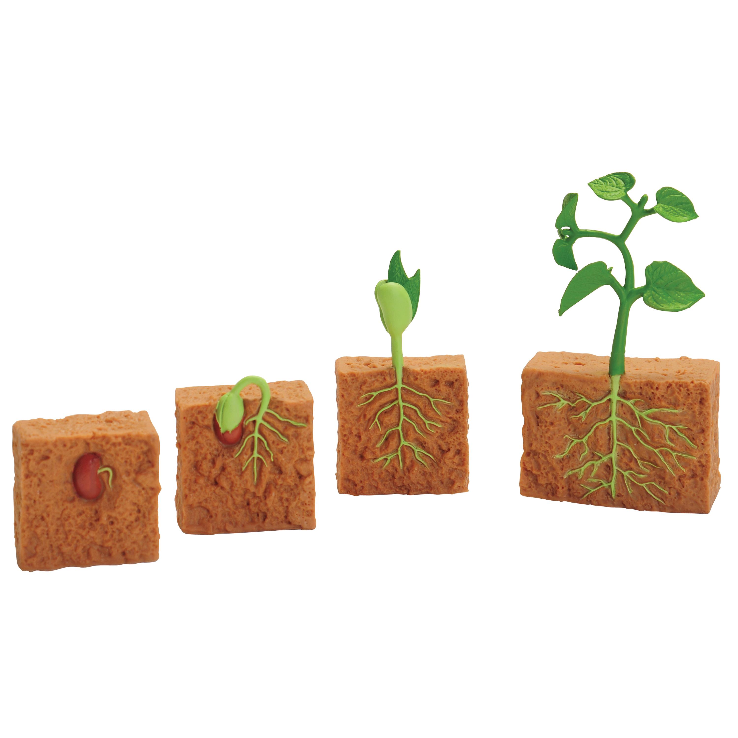 Green Bean Plant Life Cycle