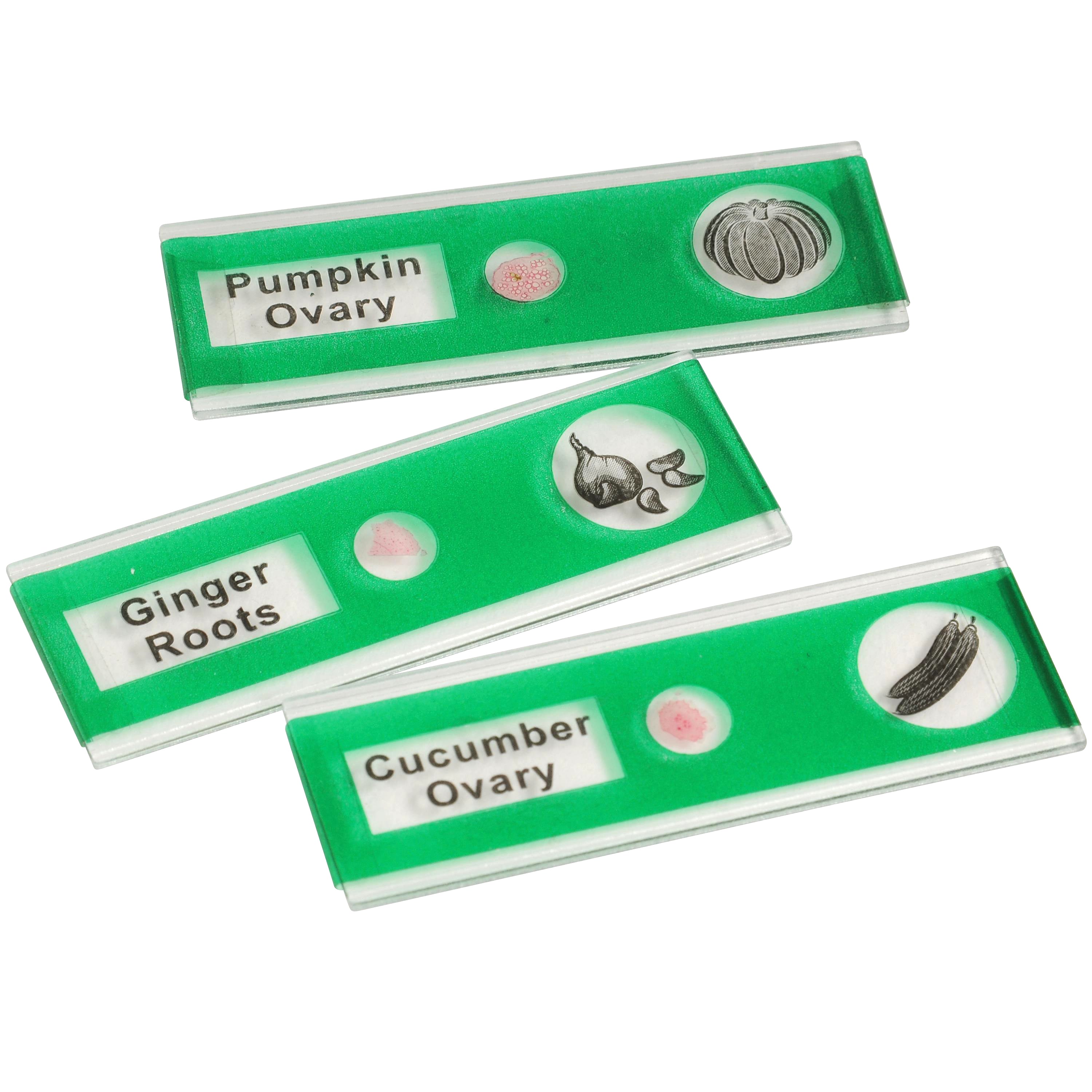 Prepared Slide Kit - Vegetables