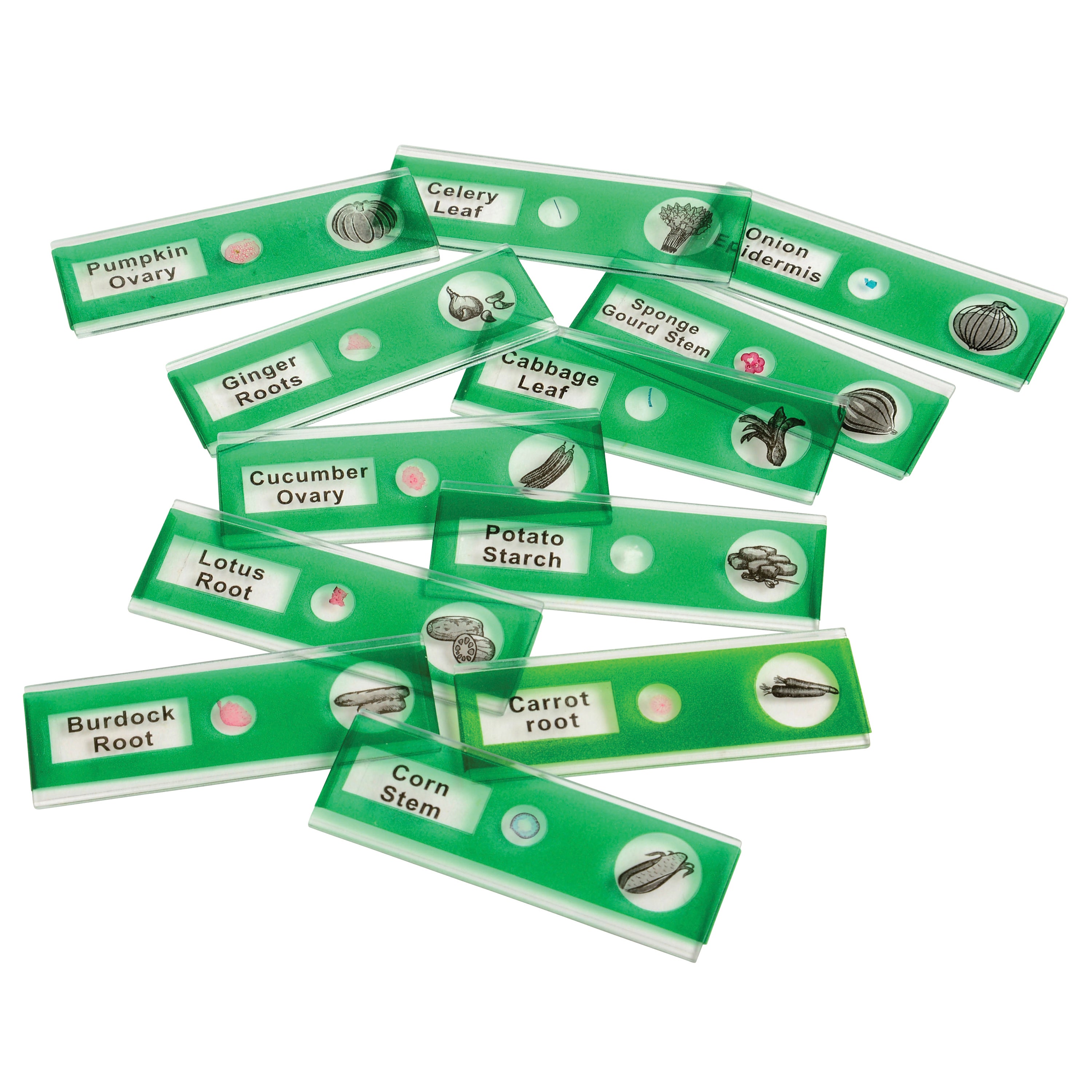 Prepared Slide Kit - Vegetables
